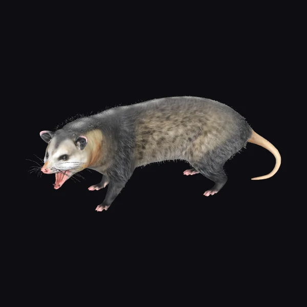 American Opossum Posed