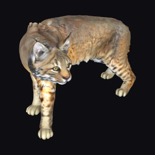 American Bobcat Posed