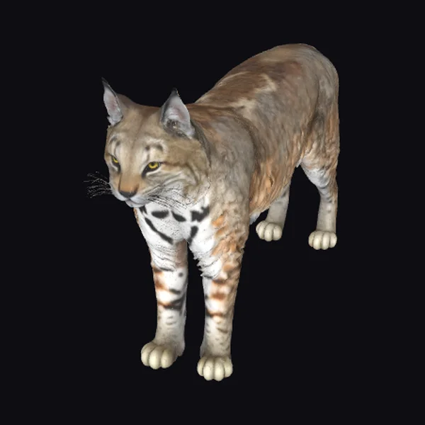 Wild American Bobcat