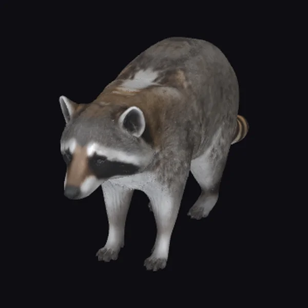 American Raccoon Animal