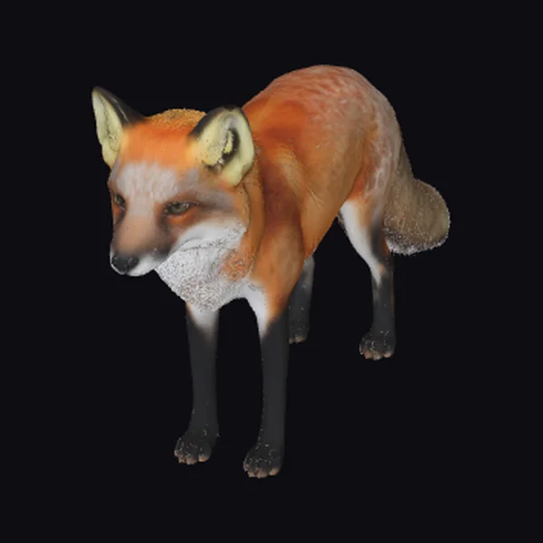 American Red Fox