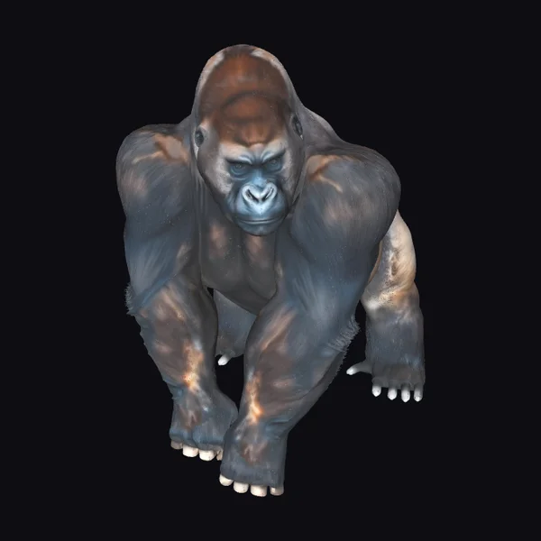 Majestic Silverback Gorilla