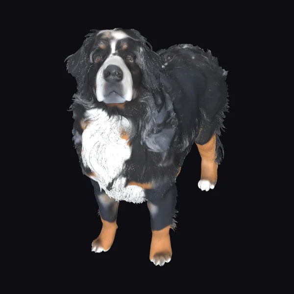 Bernese Mountain Dog Portrait