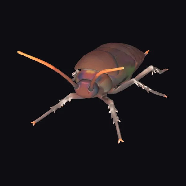 Glossy Cockroach Portrait