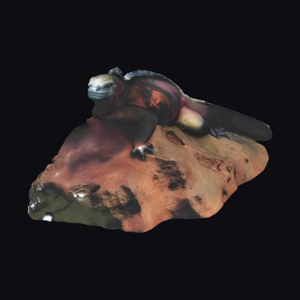 Marine Iguana on Rock