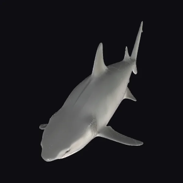 Gray Reef Shark