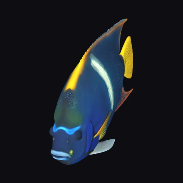 King Angelfish