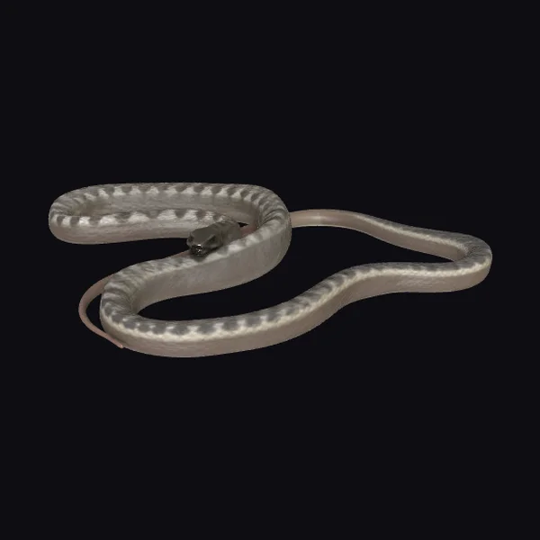 Coiled Gray Snake