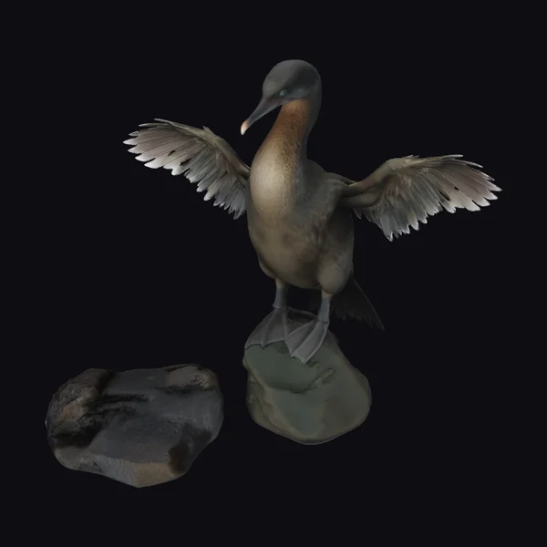 Flightless Bird on Rock