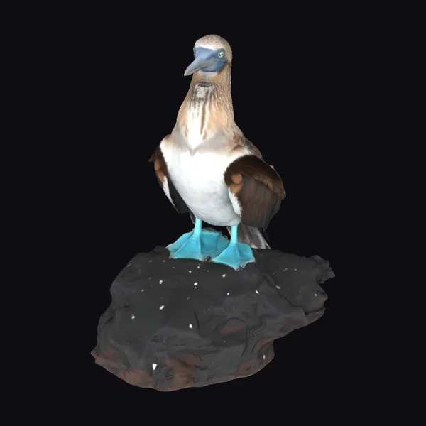 Blue Footed Booby Bird