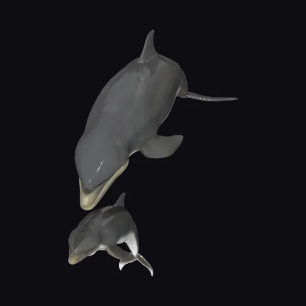 Gray Bottlenose Dolphins