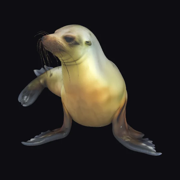 Galapagos Sea Lion