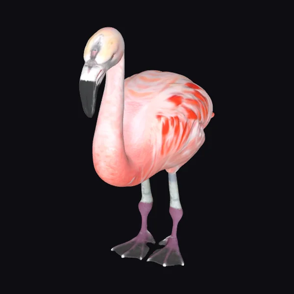 American Flamingo Bird