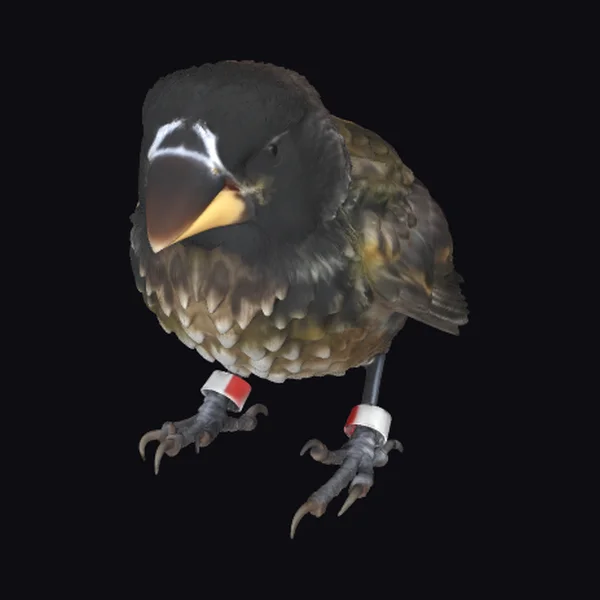 Galapagos Finch Bird