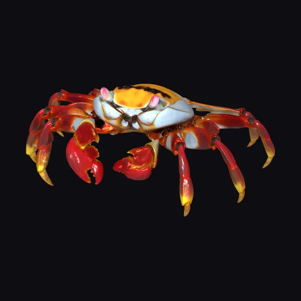 Vibrant Sally Lightfoot Crab