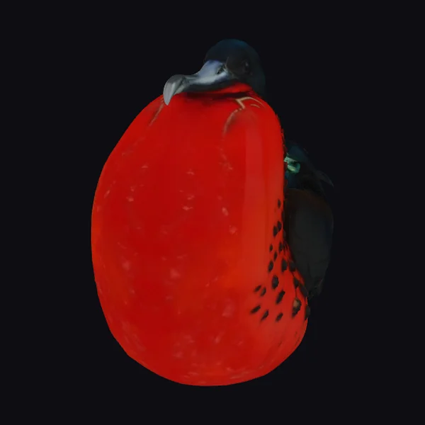 Majestic Frigatebird