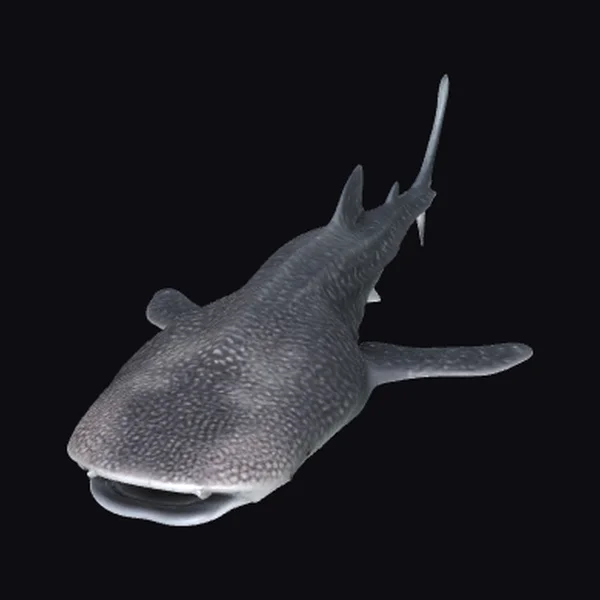 Gray Whale Shark