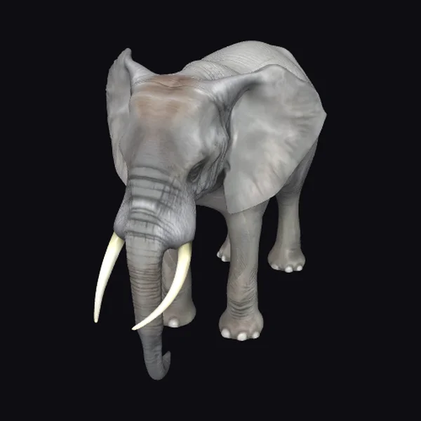 Gray Elephant with Tusks