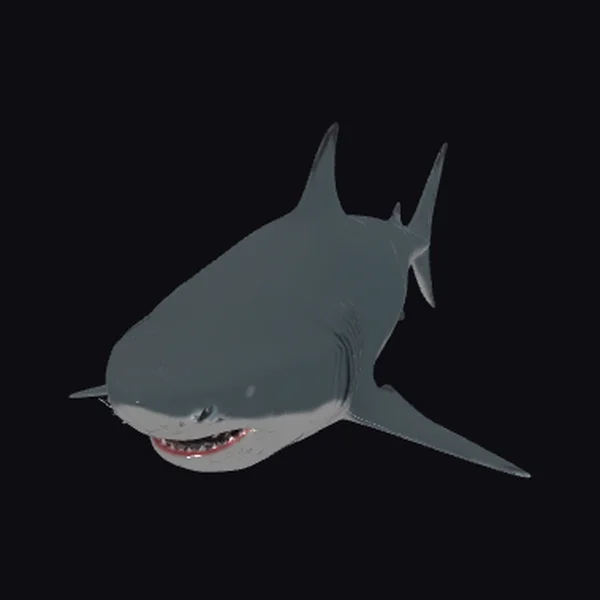 Large Gray Shark