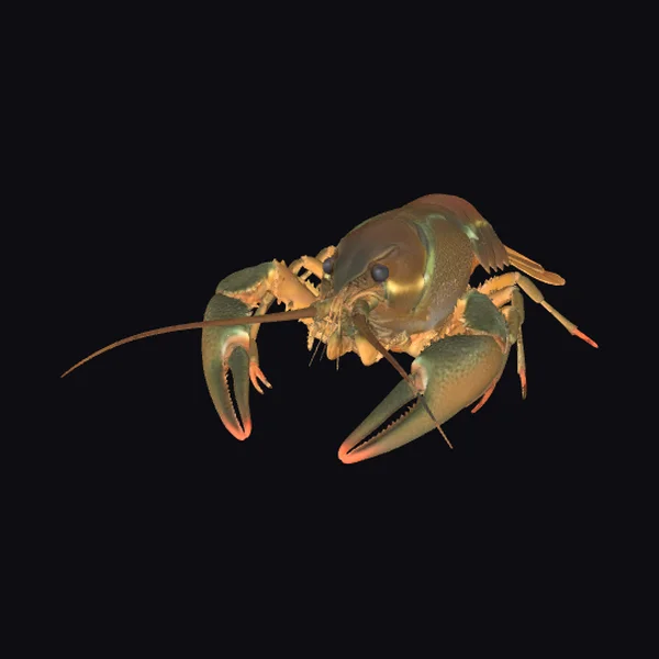 Crayfish Facing Forward