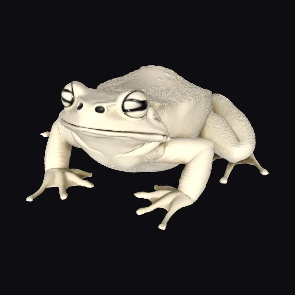 Albino Frog