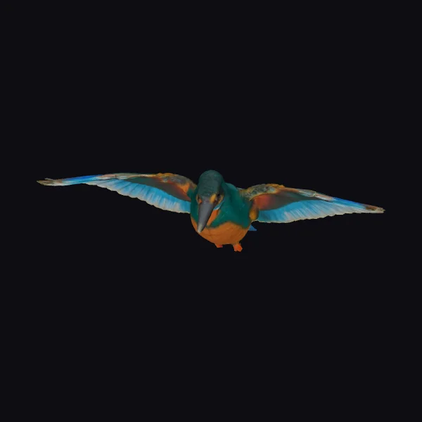 Flying Kingfisher Bird