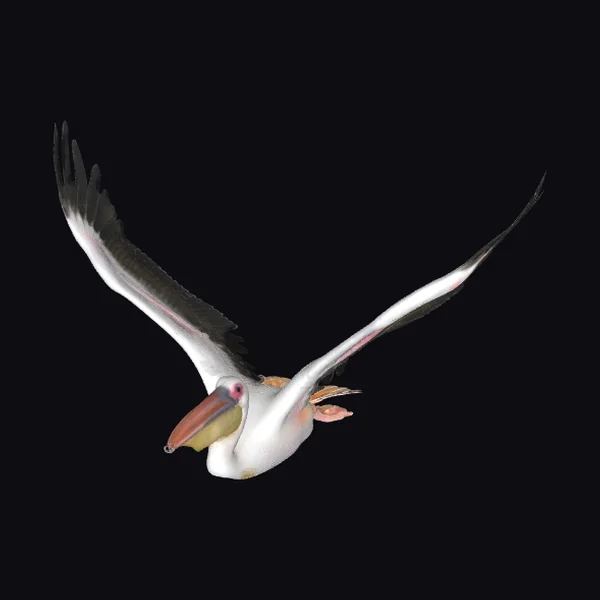 Pelican in Mid Flight