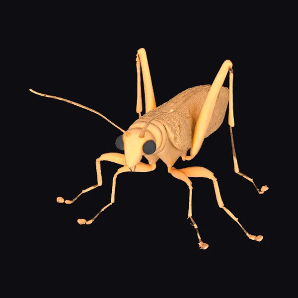 Cave Cricket Insect