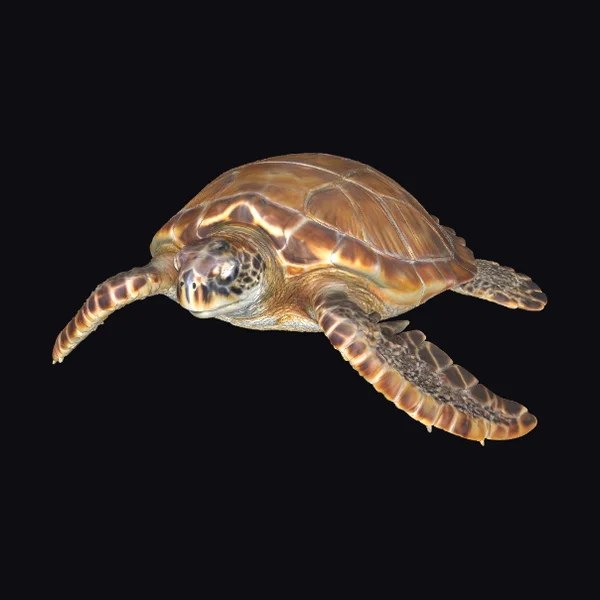 Gliding Sea Turtle
