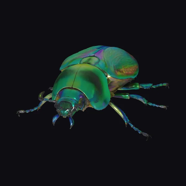 Iridescent Jewel Beetle