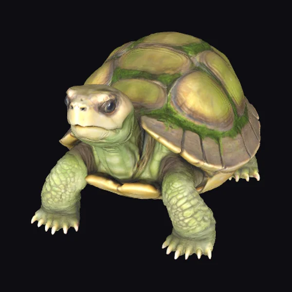 Green Mossy Tortoise