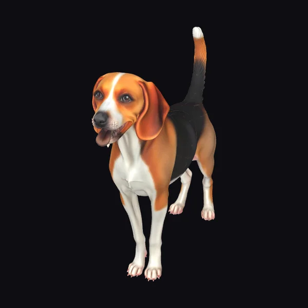 Tricolor Beagle Dog