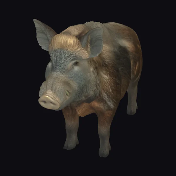 Wild Boar with Bristly Hair