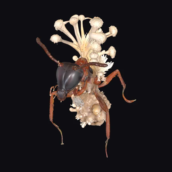 Infected Ant with Fungus