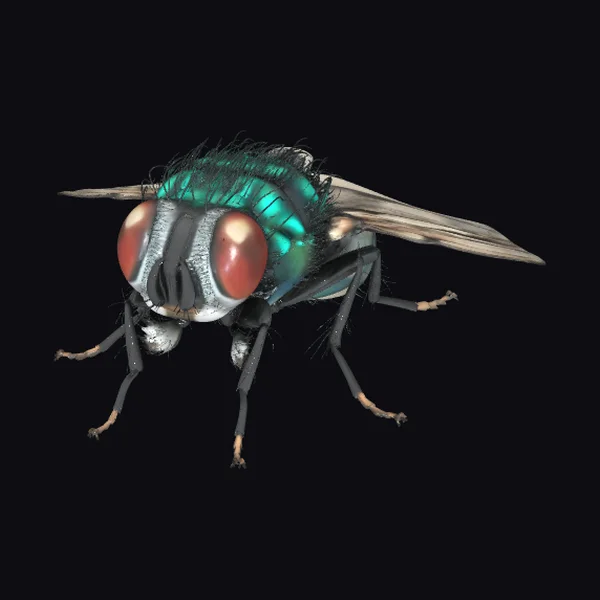 Emerald Bottle Fly