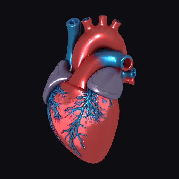 Detailed Human Heart Model