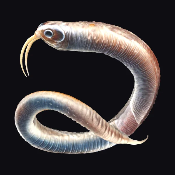 Citrus Root Nematode Worm