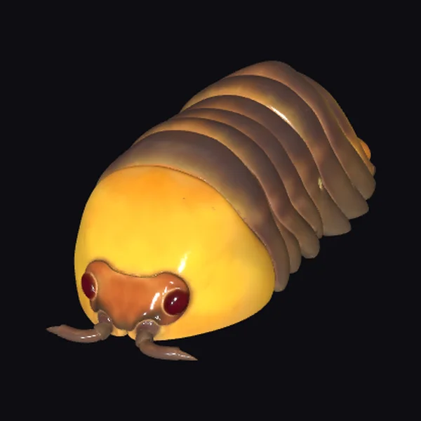 Yellow Armadillo Bug