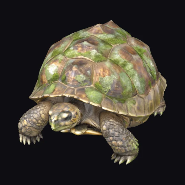 Mossy Tortoise Shell