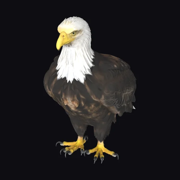 Majestic Bald Eagle