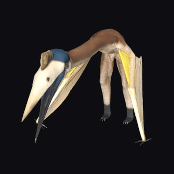 Pterosaur with Long Beak