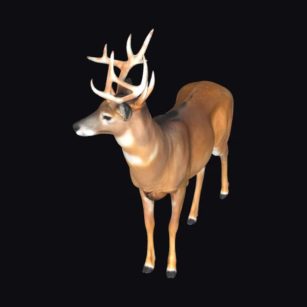 Majestic Buck Deer