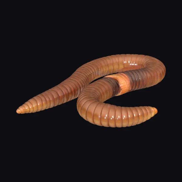 Coiled Earthworms
