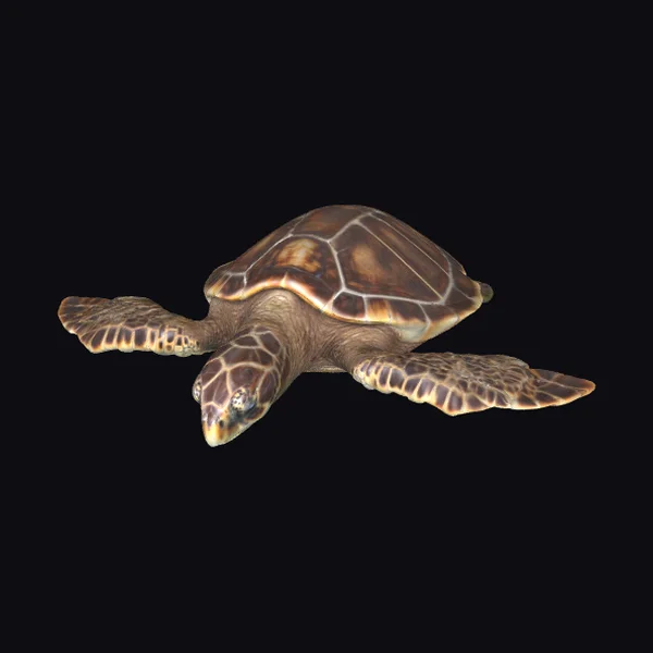 Brown Sea Turtle