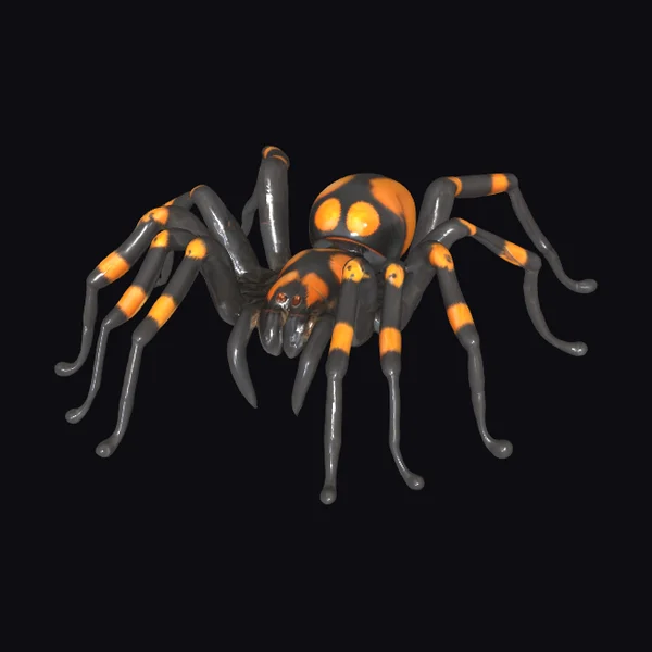 Black and Orange Spider