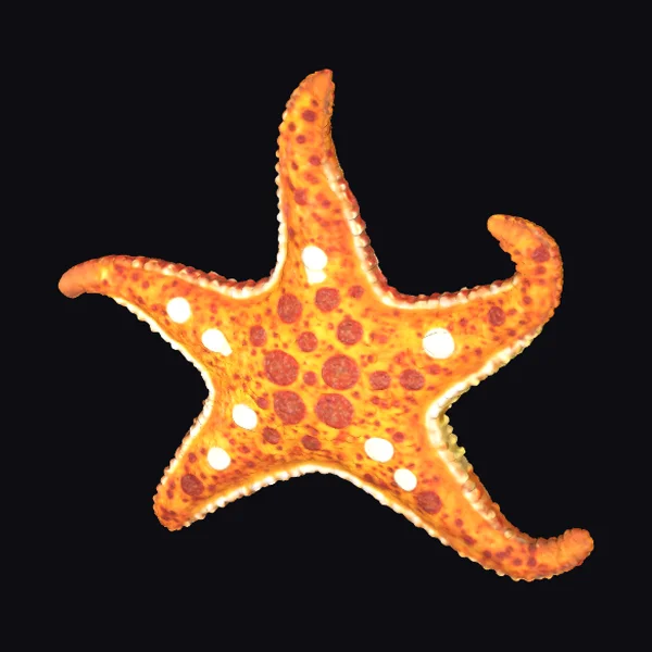 Giant Starfish Pizza Slice