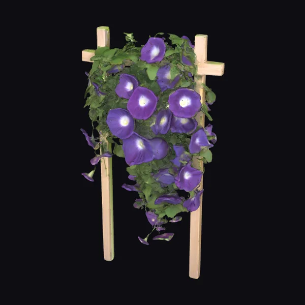 Morning Glory Flower Vine