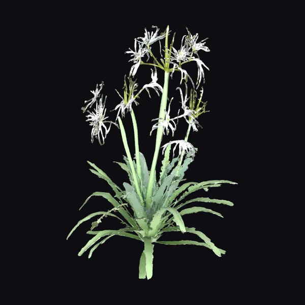 Flowering Green Desert Plant