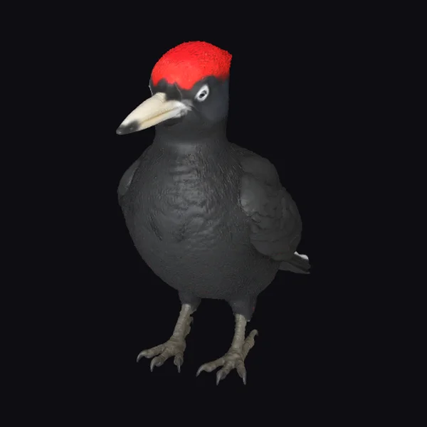 Black Bird with Red Crest