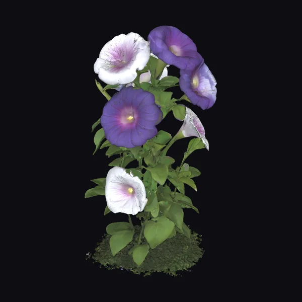 Morning Glory Flower Vine